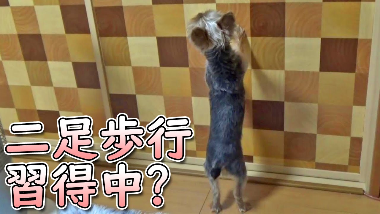 【ヨークシャテリア】隣の部屋が気になるヨークシャテリア【Yorkshire Terrier】