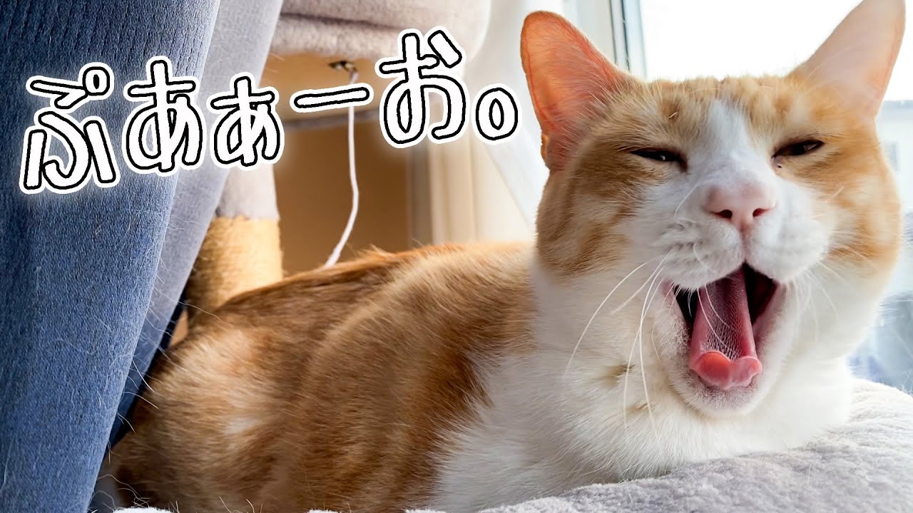 やっぱりねこのあくび顔は万物を癒す効果があると思う。