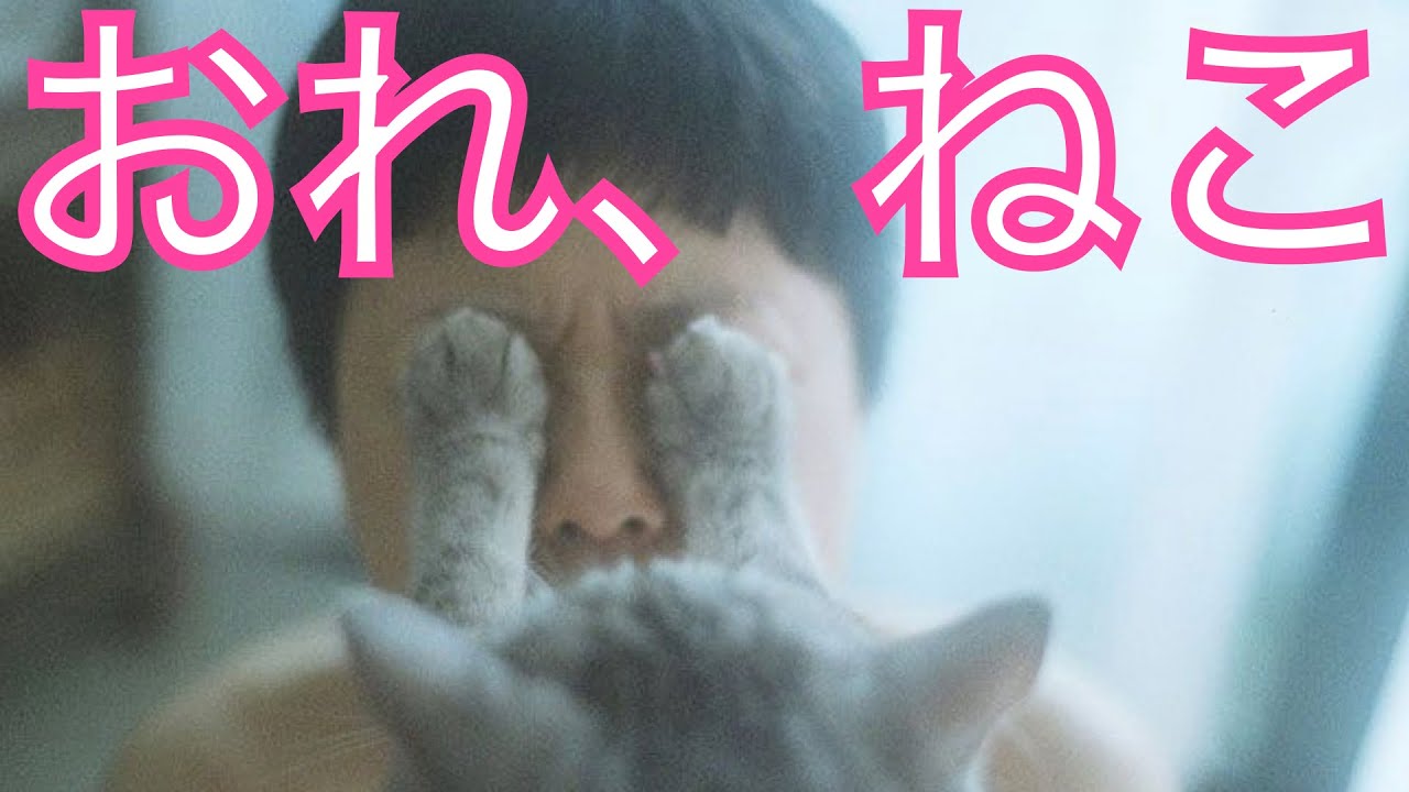 見ちゃダメ！！の猫　✕【おれ、ねこ】