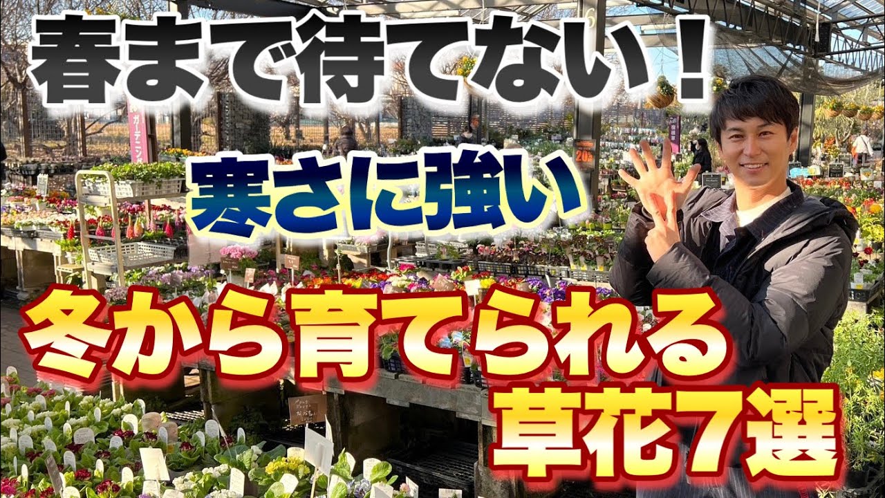【春まで待てない！】 三上的 冬から育てたい 寒さに強い草花7選【ガーデニング】【園芸】【植物】