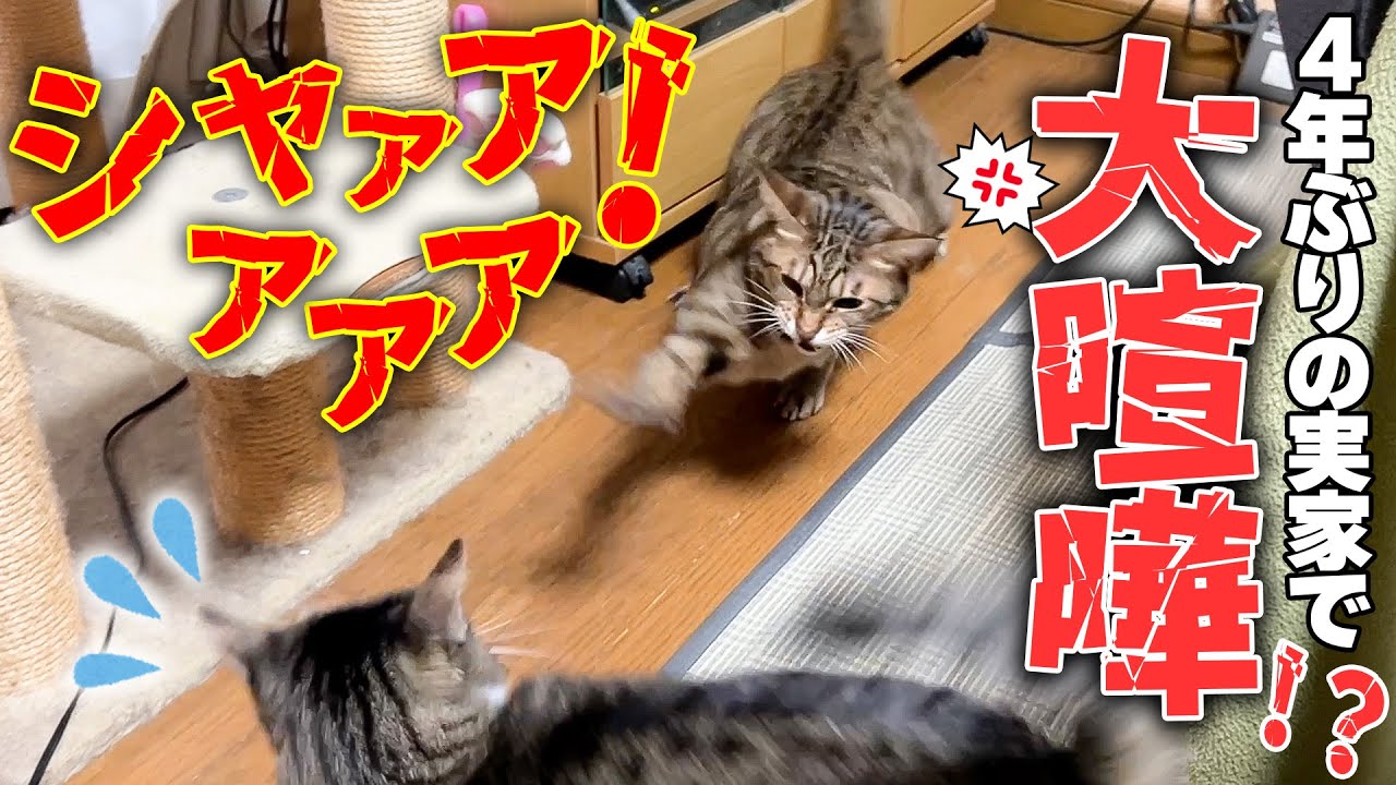 4年ぶりに会う実家猫たちに今まで見たことない大威嚇をしてしまう猫、そしてその後まさかの…