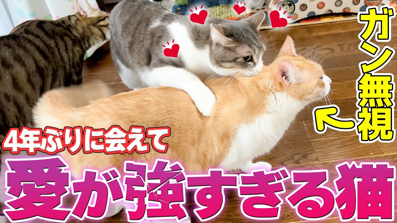 4年ぶりに会えた兄弟猫のことが好き過ぎて愛情表現が過激になり始めた猫