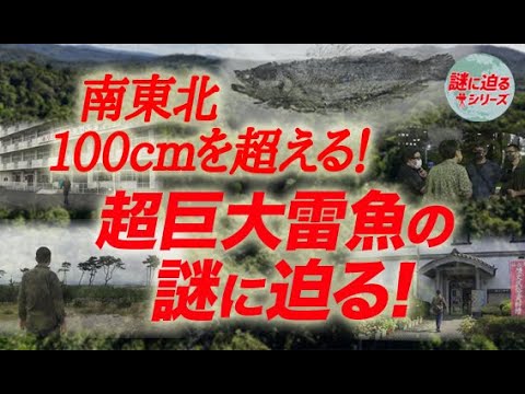 南東北・100cmを超える！超巨大雷魚の謎に迫る！【謎に迫るシリーズ第二十四回】