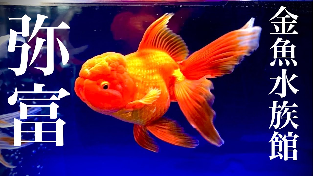 【金魚】弥富金魚水族館に行ってきました