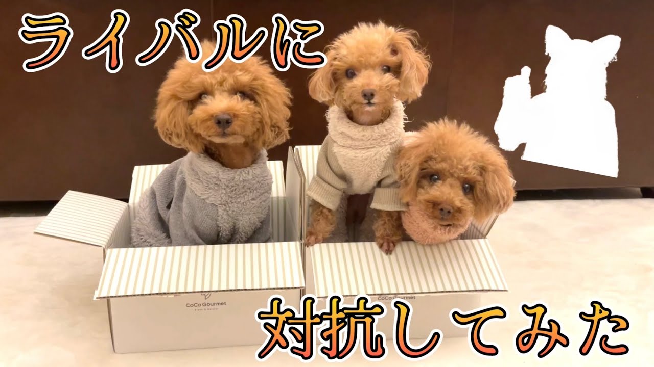 大物芸能人を相手に、やる気を出してみたトイプードル【獣医師監修の手作りドックフード ココグルメ】