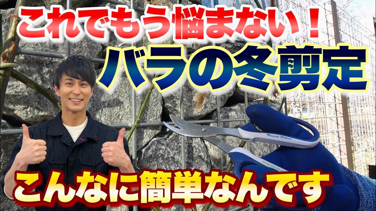 【保存版】これを見ればバラの冬剪定の方法が分かります【薔薇】【ガーデニング】【園芸】