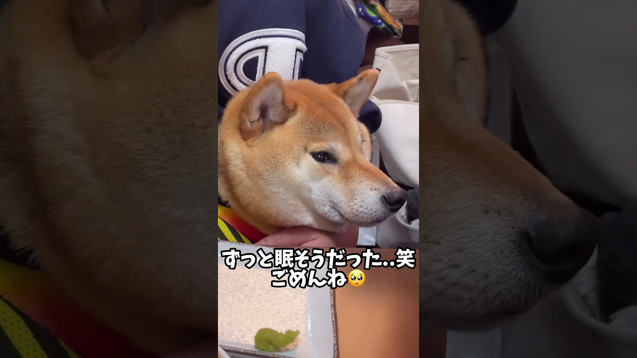 むちむち柴犬2023年早朝に起こされて眠そうだけどたまらん可愛い。 #柴犬 #shorts
