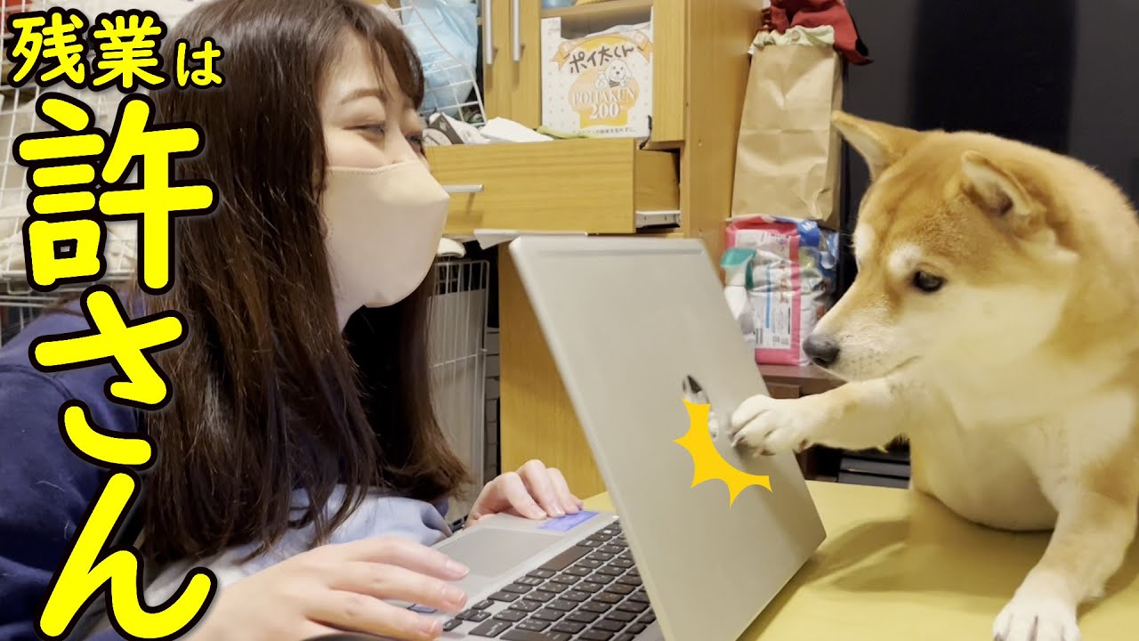 【かわいい】母にかまって欲しすぎて仕事を終了させる柴犬