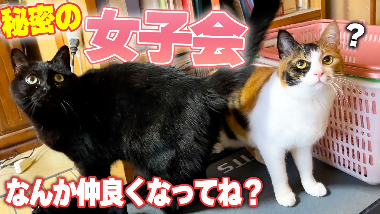 なんかいつの間にか険悪だったメス猫たちが急接近してたんですけど...? 裏で秘密の女子会が行われていた件について。