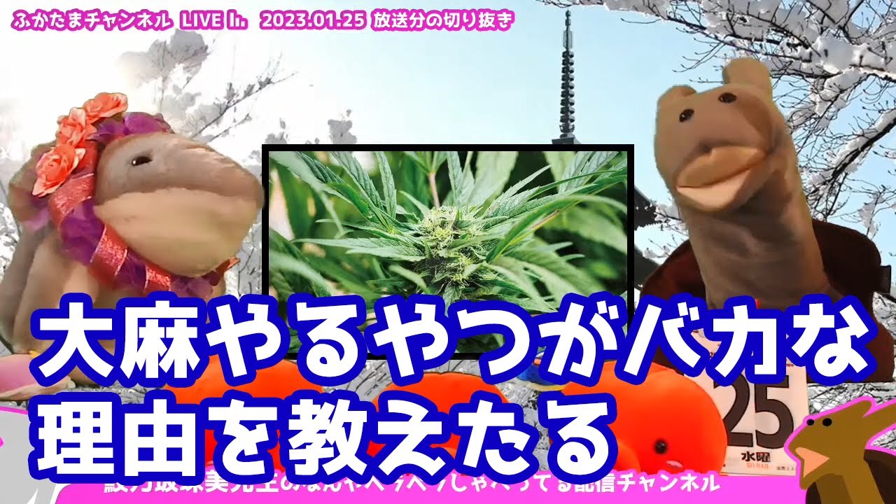 【ふかたま雑談LIVE】高校生ら6人が密売目的の大麻所持で逮捕・マリファナ・貧乏人の麻薬 ─ 鮫乃坂先生のなんやペラペラしゃべってる配信チャンネル【切り抜き】