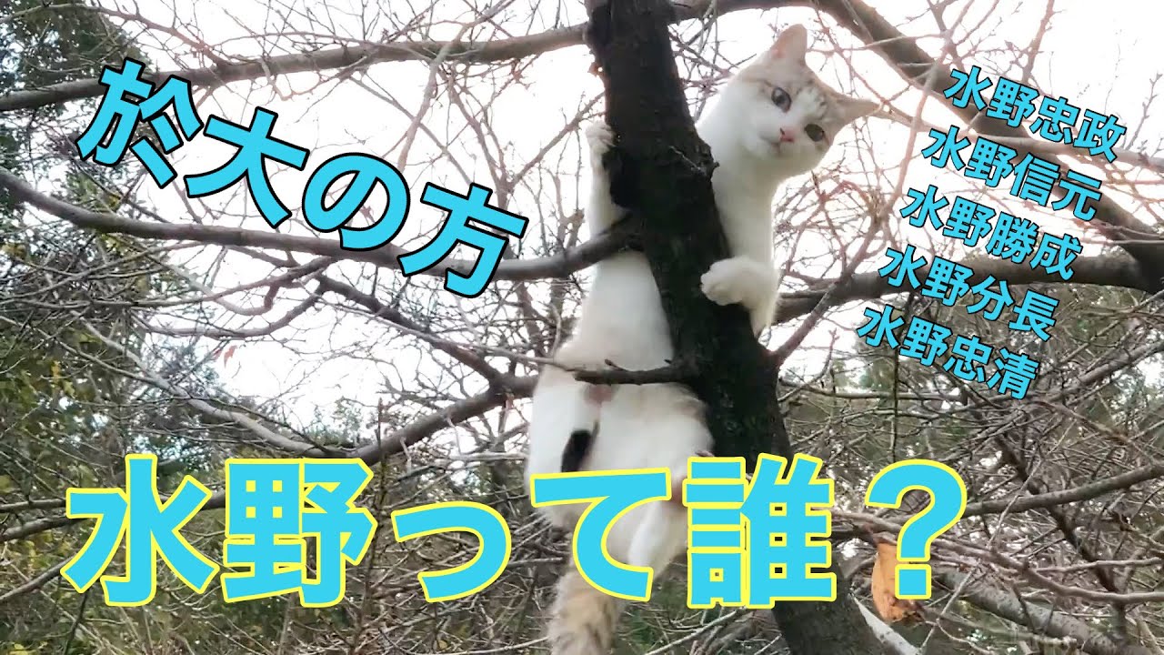 【どうする家康】水野家って何者？？簡単に解説します