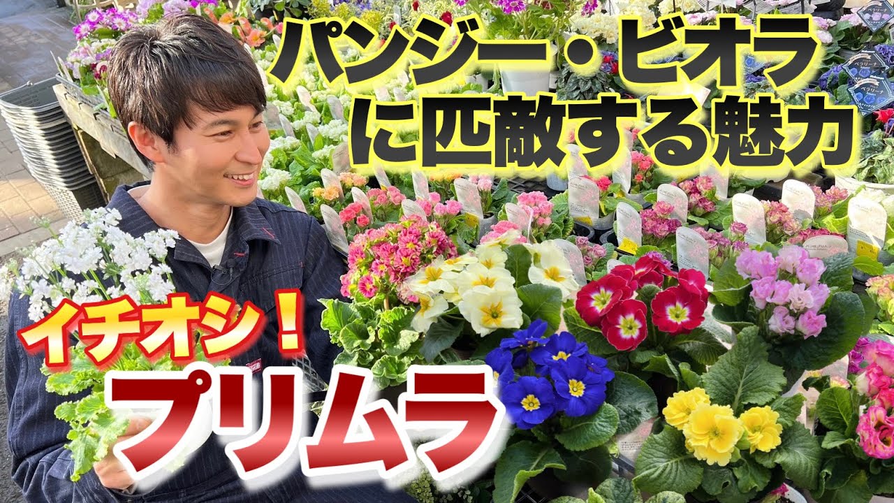 【パンジー・ビオラだけじゃない】イチオシの冬春定番花 プリムラ！魅力と育て方をお伝えします【ガーデニング】【園芸】【植物】