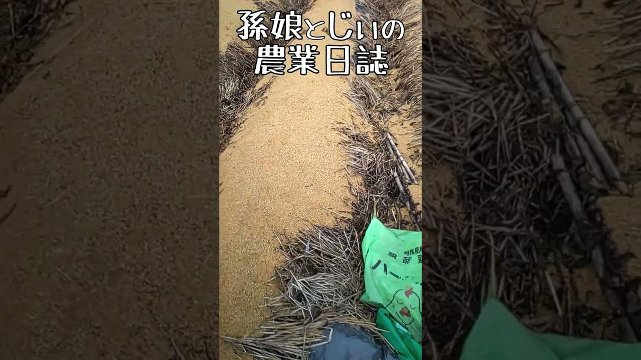 【農業孫娘】【里芋】畑の日誌 20230122 #shorts