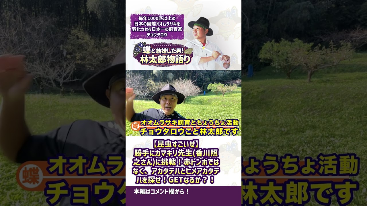 【昆虫すごいぜ】勝手にカマキリ先生(香川照之さん)に挑戦！赤トンボではなく、アカタテハとヒメアカタテハを探せ！GETなるか？！#shorts