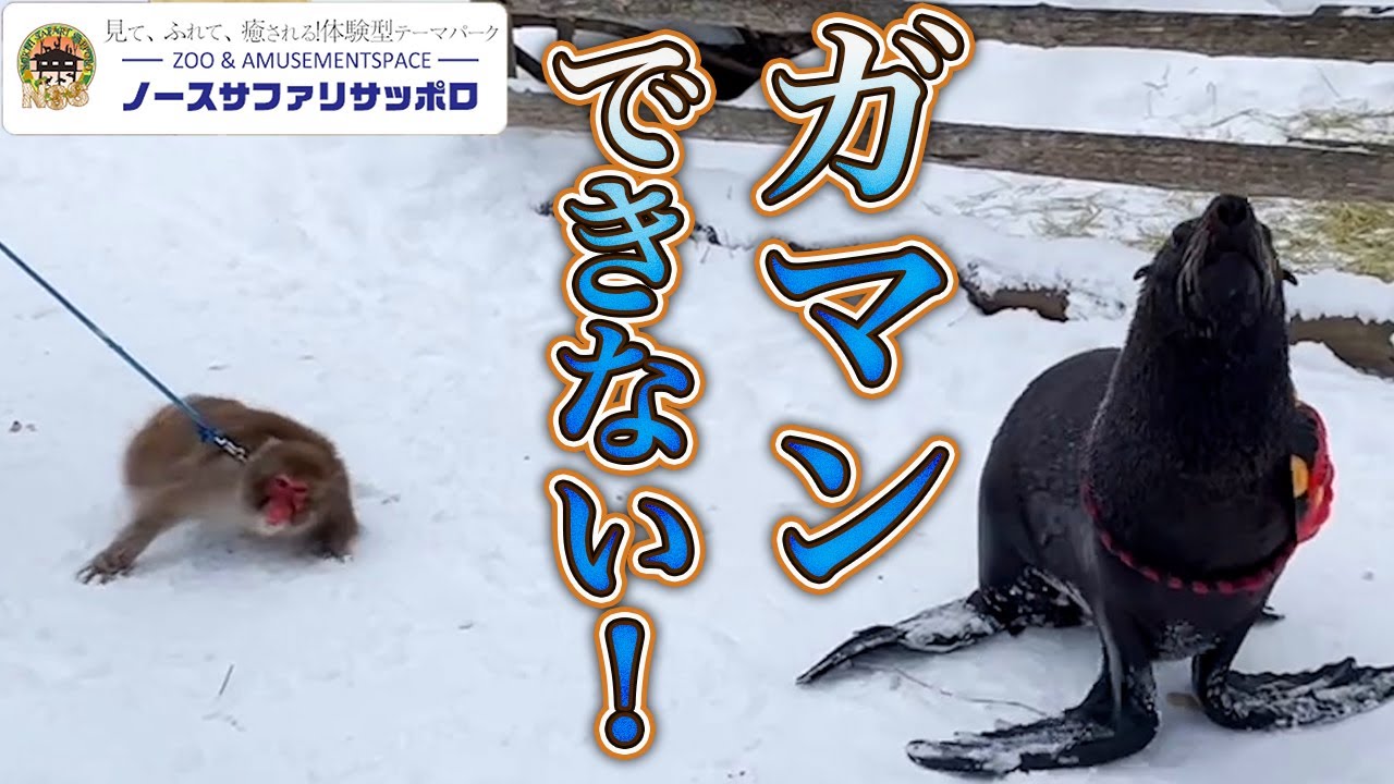 豆まきに参加した猿がガマンできませんでした・・・