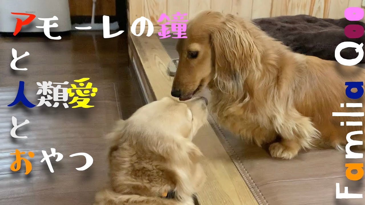 アモーレの鐘と人類愛とおやつ【ミニチュアダックス犬】
