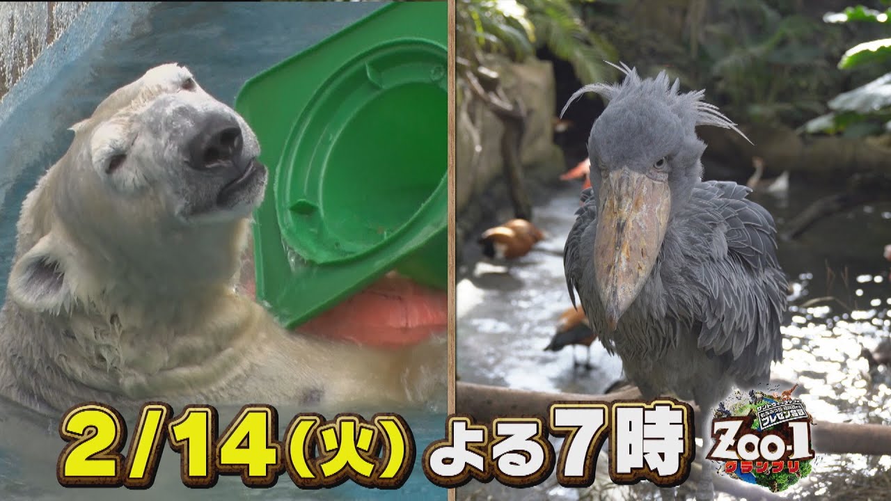 2023年2月14日(火)夜7時 TBS系 ZOO-1グランプリ #ZOO1 #サンドウィッチマン #児嶋一哉(#アンジャッシュ) #近藤千尋 #道枝駿佑(#なにわ男子) #陣内智則 #河北麻友子