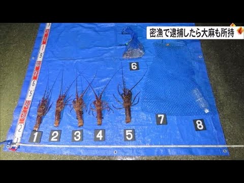 イセエビ密漁の疑いで逮捕の男　自宅から大麻見つかり現行犯逮捕（沖縄テレビ）2023/2/1