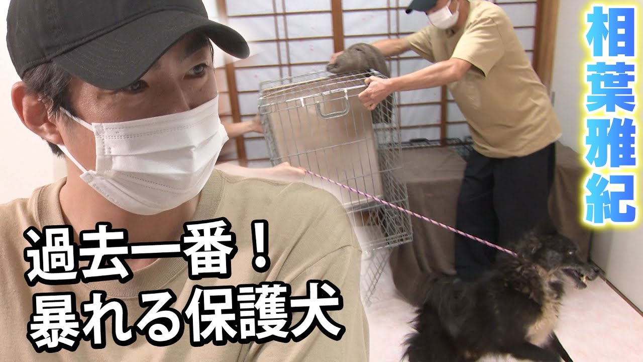 【相葉雅紀】人におびえて暴れ回る保護犬をトリミング【保護犬レスキュー：part2】