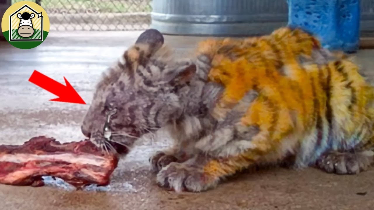 生まれた時から檻の中に閉じ込められていた子トラ。男に救われた後、トラの反応に涙が溢れる...