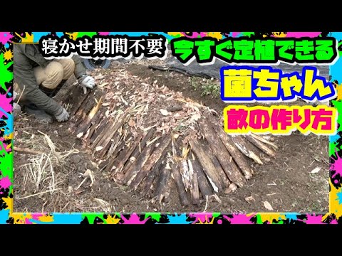 【菌ちゃん畑自然農法】畝を作ってすぐ定植OK！野菜と善玉菌が同時に育つ最強畑の作り方！無農薬,無肥料