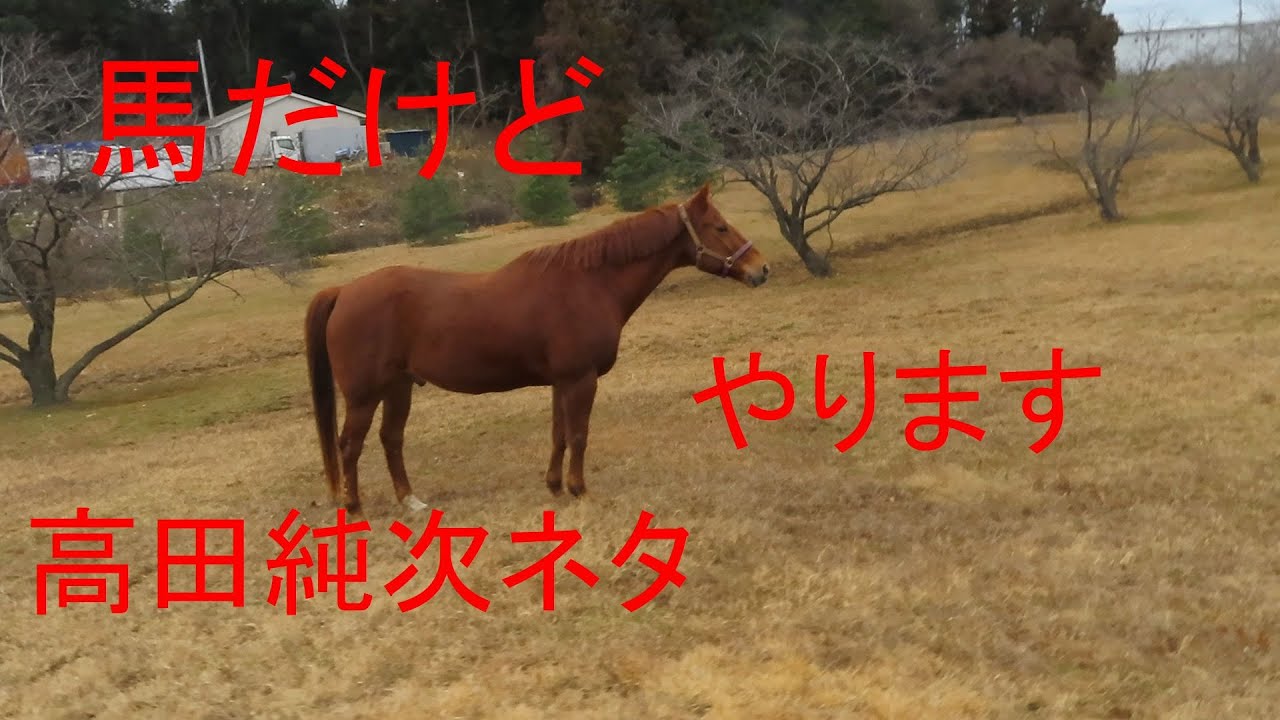 馬だけど高田純次さんのネタやります。