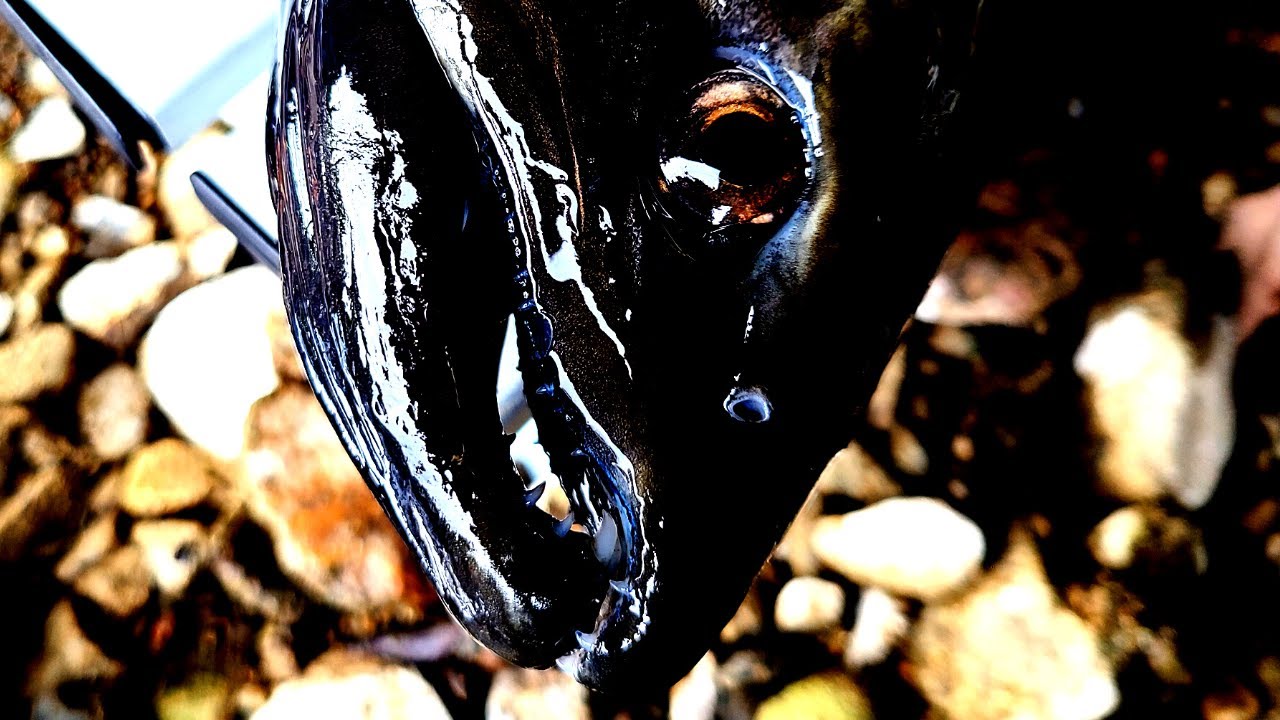 とんでもねぇ高級魚がたも網で獲れたぞッ！！？【笑い飯西田さんコラボ、琵琶湖ガサガサ探検記110】