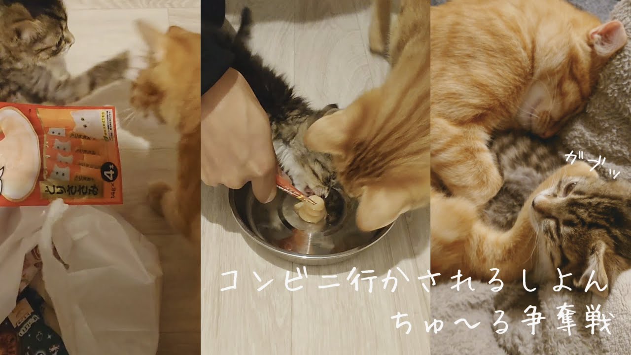 ケンカするほど仲が良いはず
