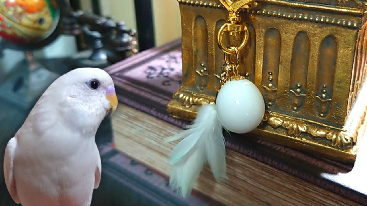 愛鳥が命懸けで産んだ卵で「メモリアルエッグ」を作ってもらいました