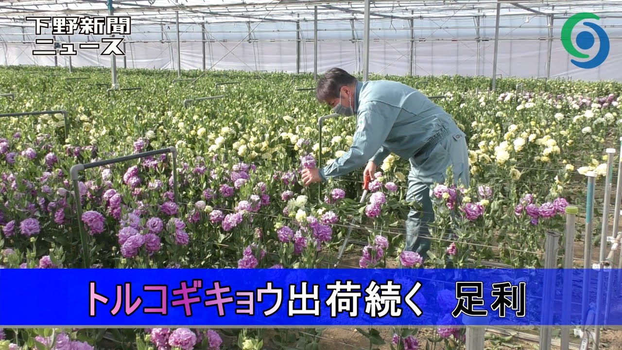 トルコギキョウ出荷続く　足利