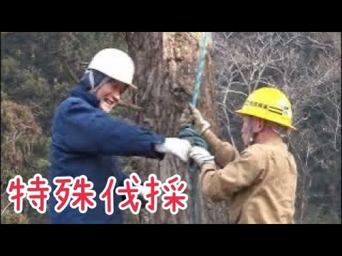 【特殊伐採】　ツリークライミング…頭切り…イワフジT30ウインチ…桂田興業さんとゆく林業現場