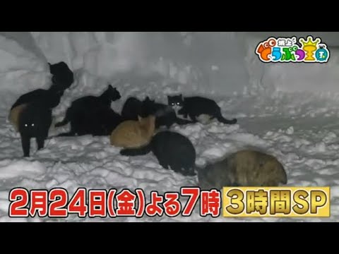 【LIVE】坂上どうぶつ王国3時間SP 2023年2月24日 𝓕𝓤𝓛𝓛 𝓢𝓗𝓞𝓦 【HD】