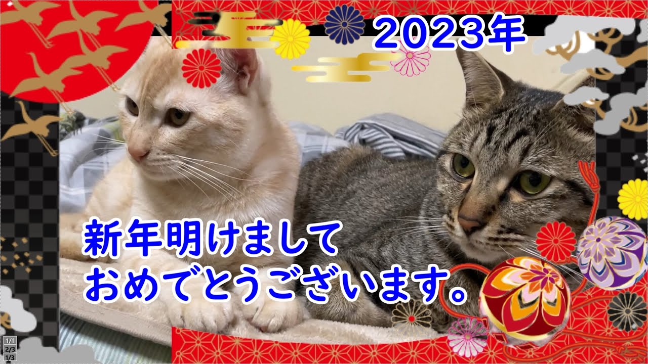 新年明けましておめでとうございます。道路にいた子猫を保護しました。＃54
