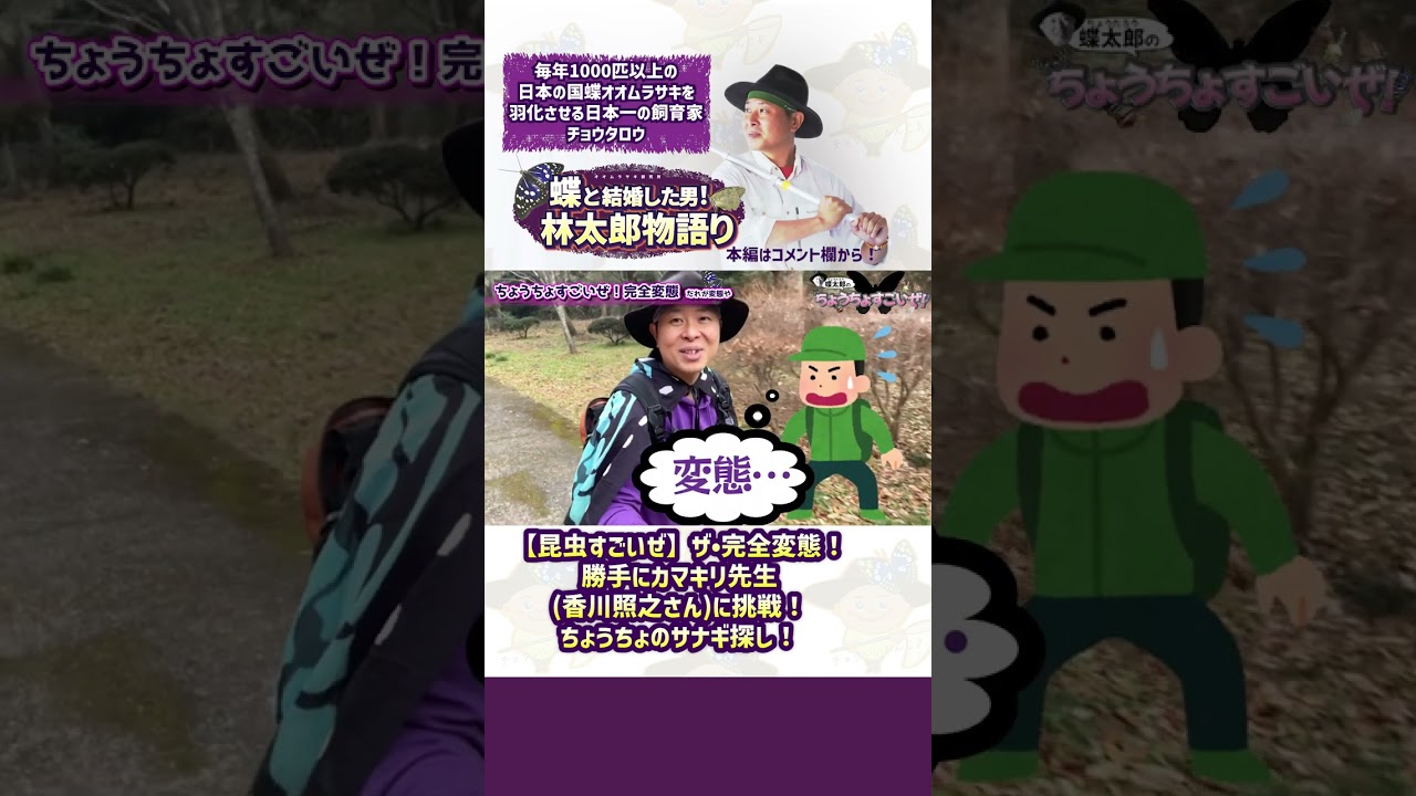 【昆虫すごいぜ】ザ•完全変態！勝手にカマキリ先生香川照之さんに挑戦！ちょうちょのサナギ探し！#shorts