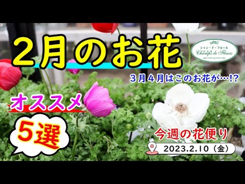 今週の花便り #29【2023.2.10】2月にお勧めのお花　5選!!【今が買い時】 アネモネ　ラナンキュラス　ローダンセマム　など