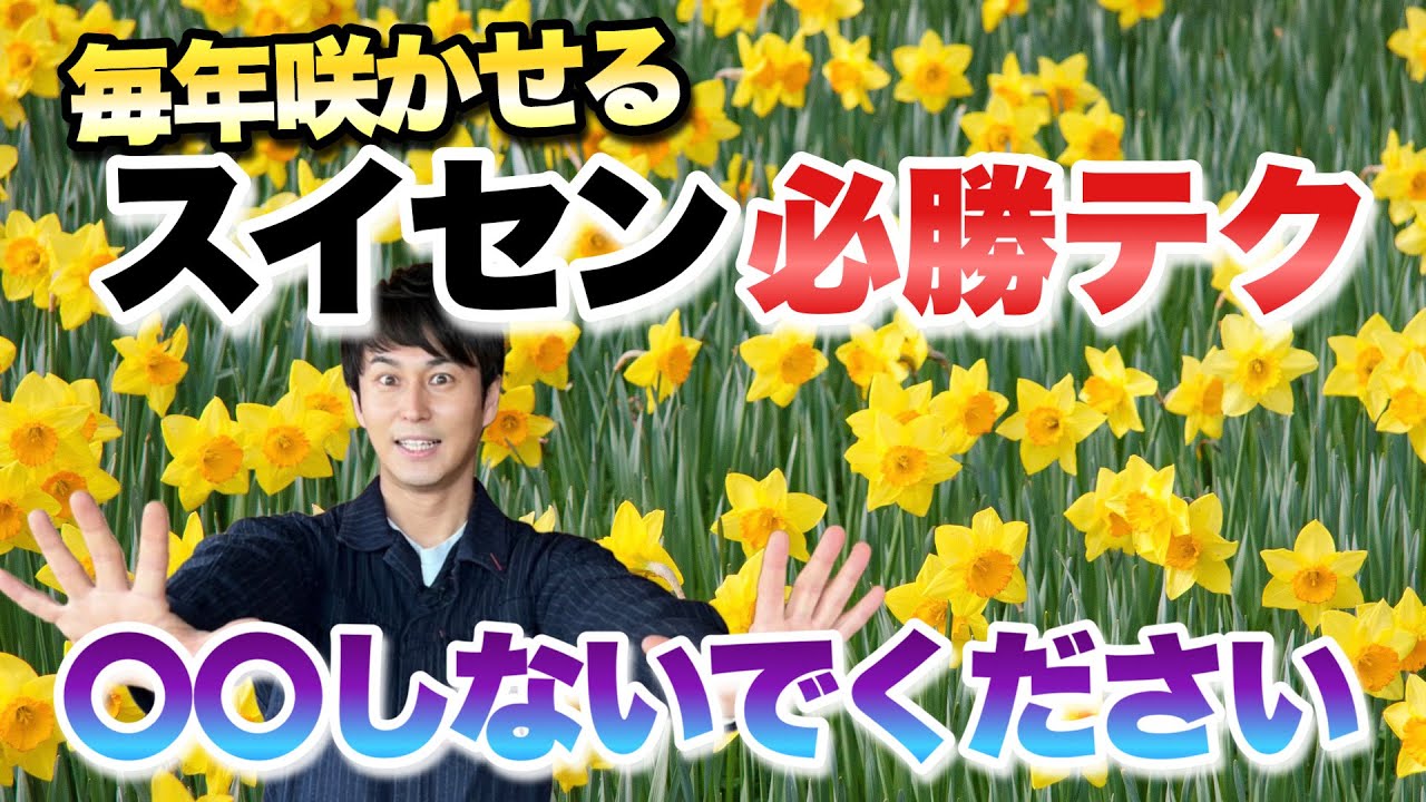 【お悩み解決！】これを見ればスイセンを毎年咲かせられます【水仙の育て方】【ガーデニング】【園芸】