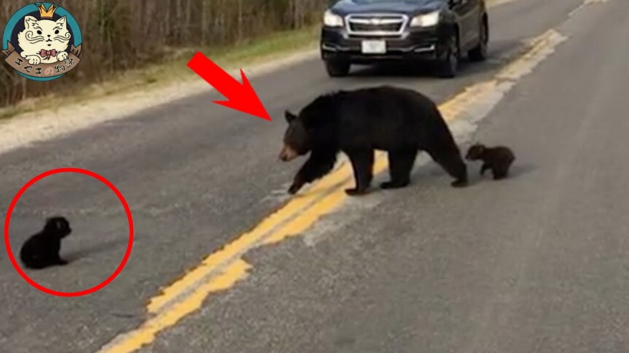 泣きながら道にひざまずいて車を止めた熊ママ。その裏の理由は誰でも感動する・・