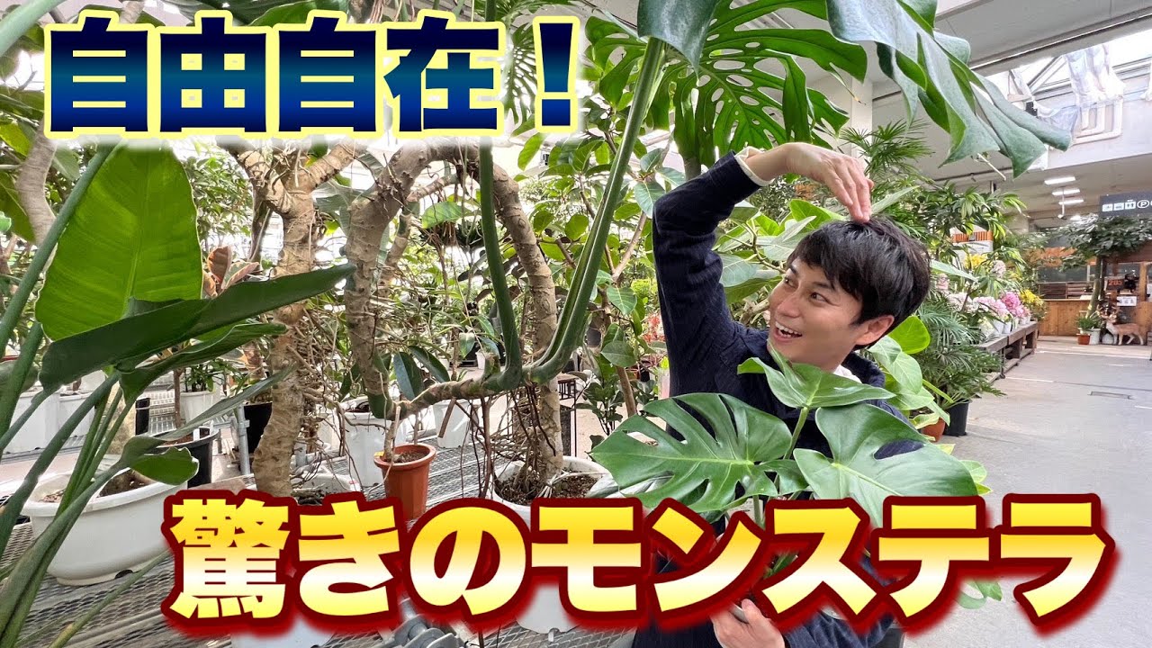 【見つけた！】園芸店にあった とんでもないモンステラ【観葉植物】【園芸】【ガーデニング】