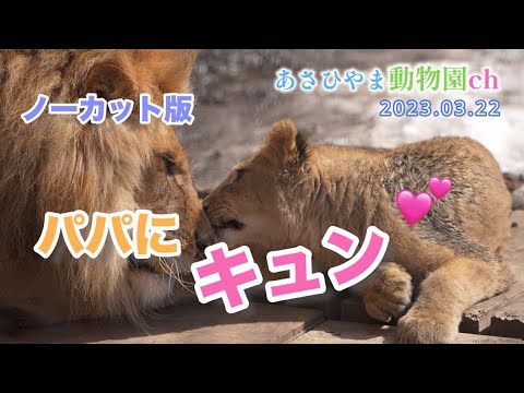 奥ゆかしいパパ愛のイトに胸キュン！それを見ていたのはレイだった「ライオン三姉妹物語ノーカット版」あさひやま動物園チャンネル《非公式》
