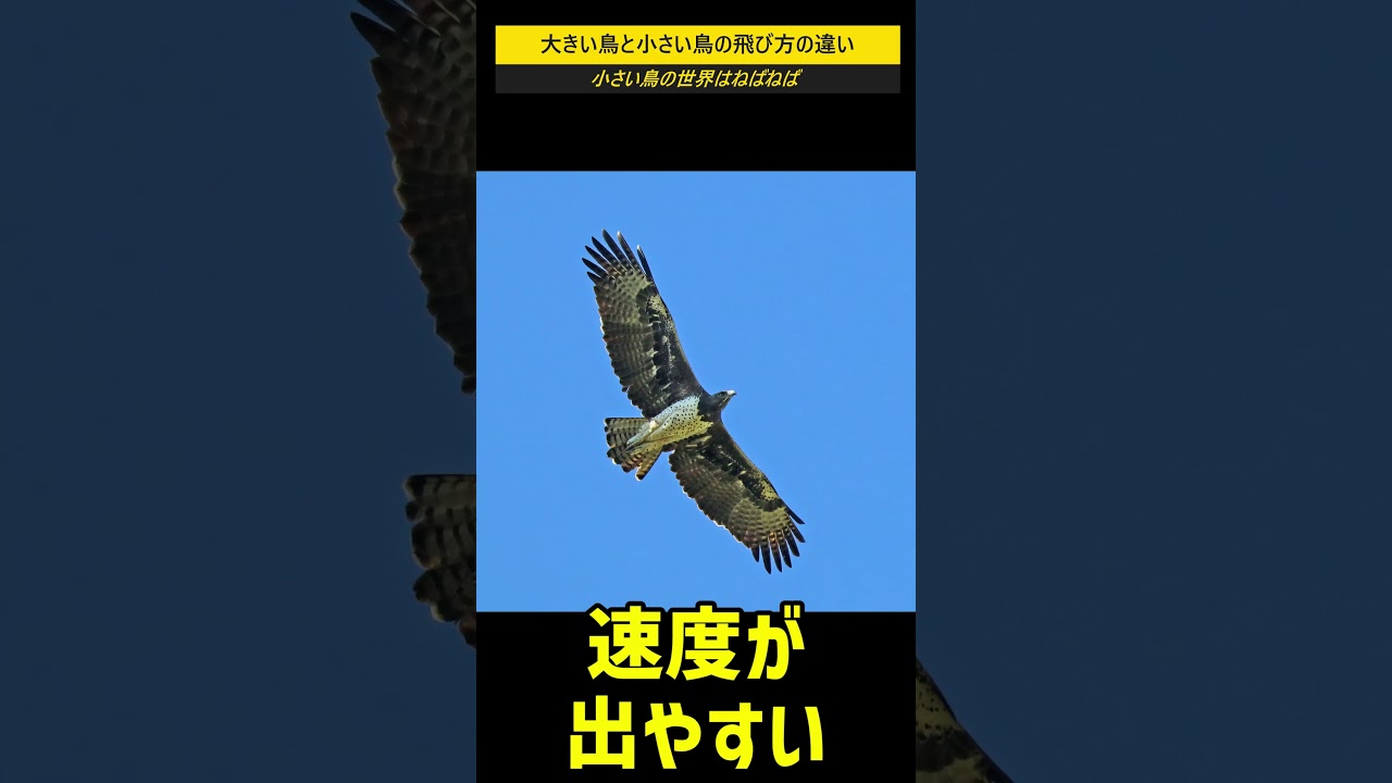 なぜ大きい鳥は翼を広げてゆったり飛び、小さい鳥はたくさん羽ばたくのか？ #shorts