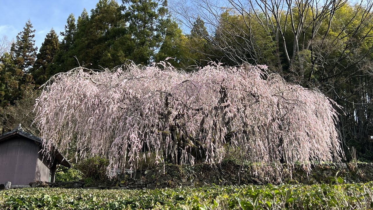 2023/03/22　満開です！　野村のしだれ桜　その２　〜愛媛県内子町〜