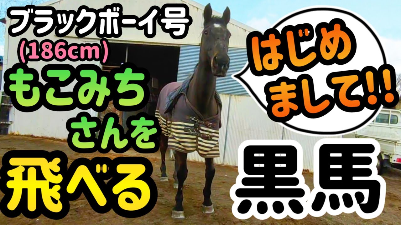 速水もこみちさん(186cm)を飛ぶことが出来る黒馬がやって来た!!新しい仲間馬、ブラックボーイ号です。【ツルマルボーイ様のシモベ】
