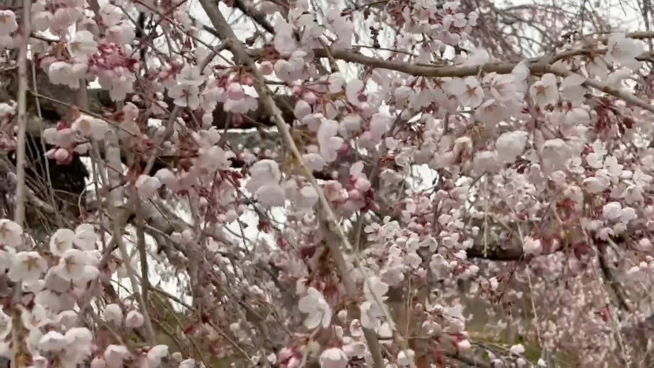 2023/03/20　五分咲き　宝厳寺のしだれ桜　〜愛媛県八幡浜市〜