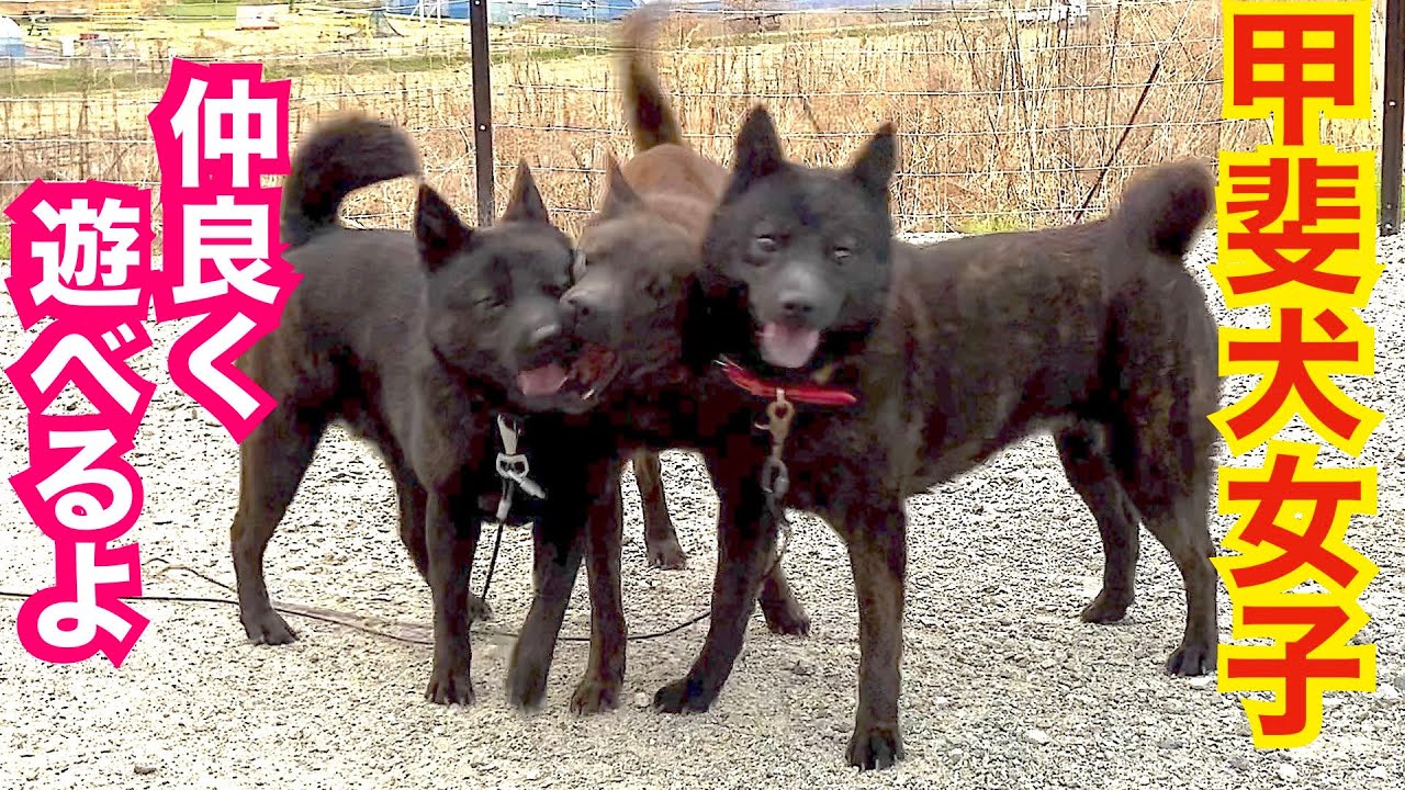 甲斐犬女子チーム活発で仲良く遊べる様になりました！