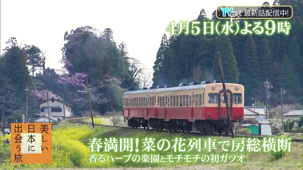 菜の花列車で巡る春の房総半島！瀬戸康史さんがご案内…旬のカツオ、ビッグひなまつりも「美しい日本に出会う旅」4/5(水)よる9時