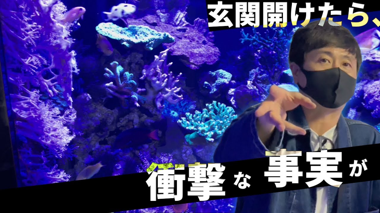 【次長課長河本】玄関開けたら、水族館！！自宅の1階が水槽だらけに！