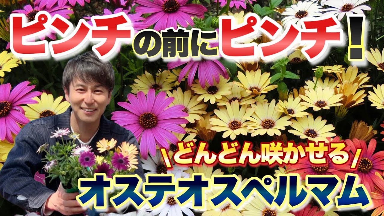 【秘技】たくさん咲かせるためのオステオスペルマムの育て方！ピンチの前にピンチ【ガーデニング】【園芸】