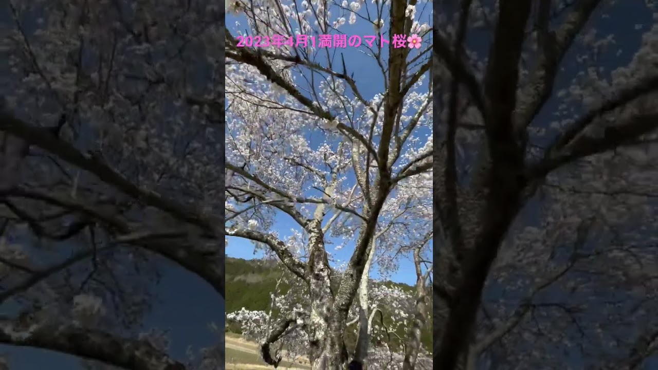 満開のマト桜‼︎🌸2023年4月1日