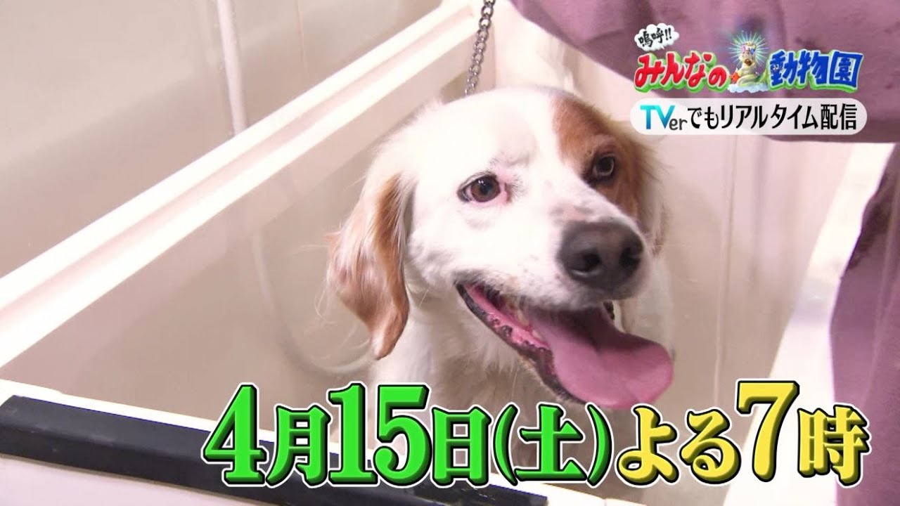 「嗚呼!!みんなの動物園」4月15日土曜よる7時放送！