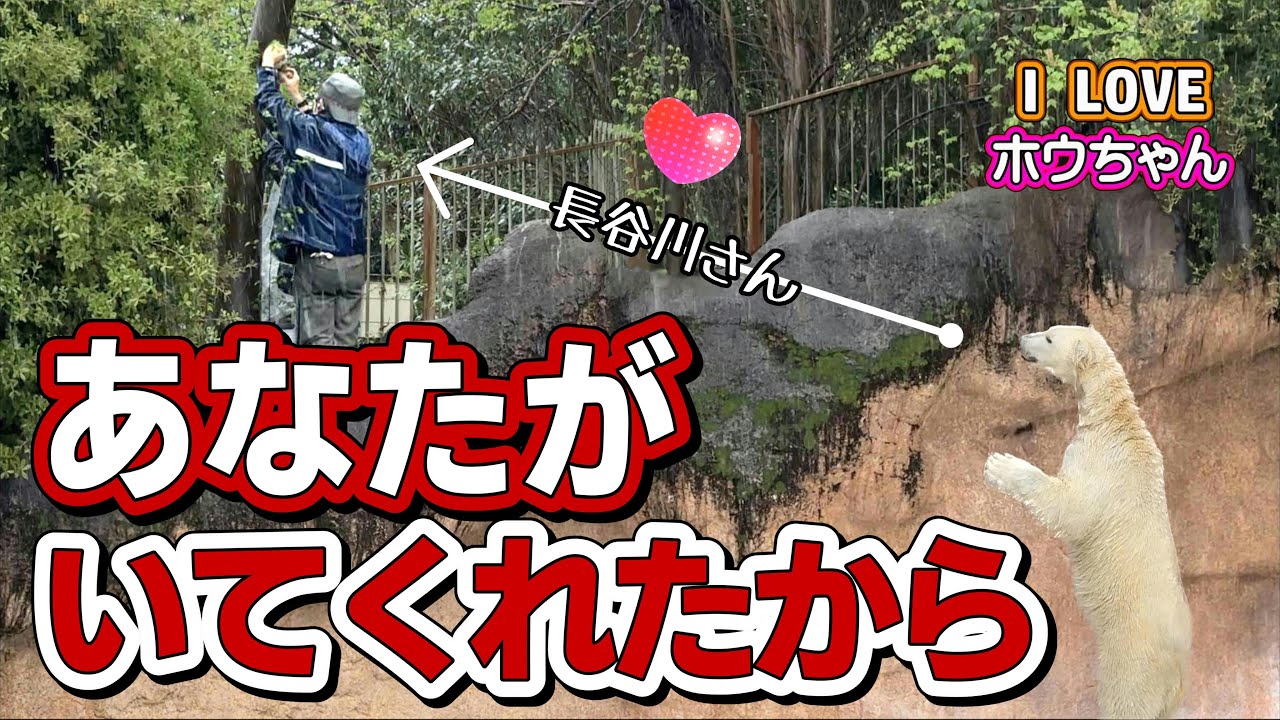 新シリーズ第二弾！【 I  LOVE ホウちゃん】ホウちゃんが飼育員の「仮名・長谷川博己さん」にラブラブビームを流し続ける番組です……